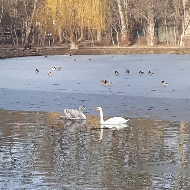 Парк шерстяник невинномысск фото