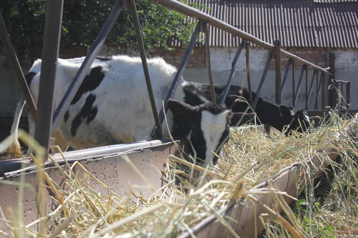 Аграрии Ставрополья получат льготные кредиты на корма для животных