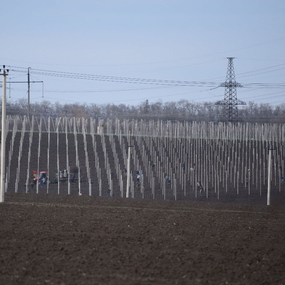 Аграрии Ставрополья переходят на биоземледелие Аграрии Ставрополья переходят на биоземледелие