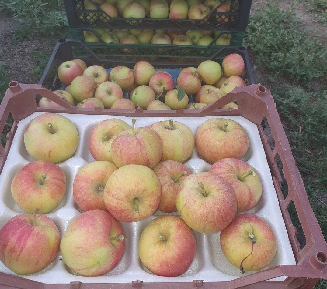 В 11 округах Ставрополья в 2021 году заложат суперинтенсивные сады В 11 округах Ставрополья в 2021 году заложат суперинтенсивные сады