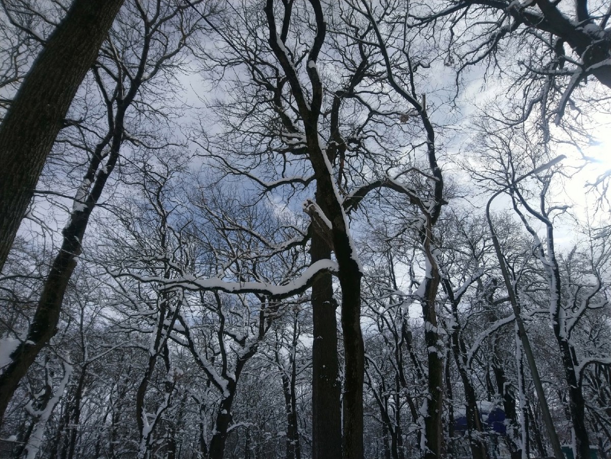 На Ставрополье 26 февраля потеплеет до +4 градусов На Ставрополье 26 февраля потеплеет до +4 градусов