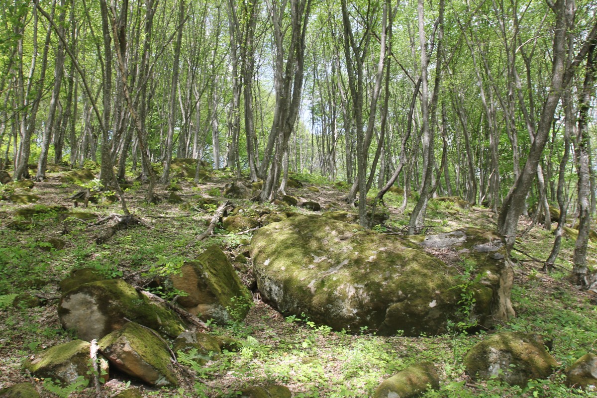 За вырубку деревьев на Ставрополье суд взыскал с энергетиков 7,3 млн рублей