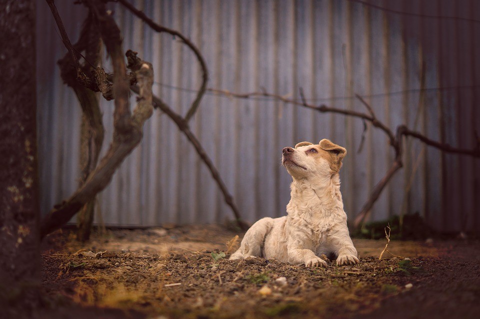 Администрация Лермонтова выплатит 20 тыс. рублей родителям ребенка, искусанного дворнягой Администрация Лермонтова выплатит 20 тыс. рублей родителям ребенка, искусанного дворнягой
