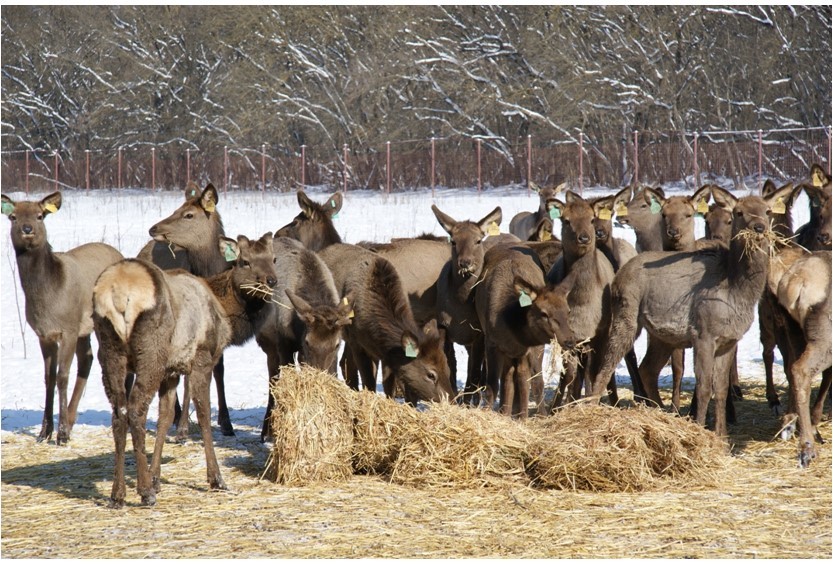 Браконьеры подстрелили двух пятнистых оленей в «Русском лесу» на Ставрополье