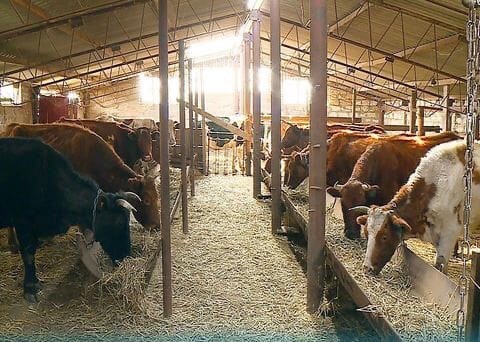 На Ставрополье сельхозкооператив перерабатывает около 2 тонн молока в сутки