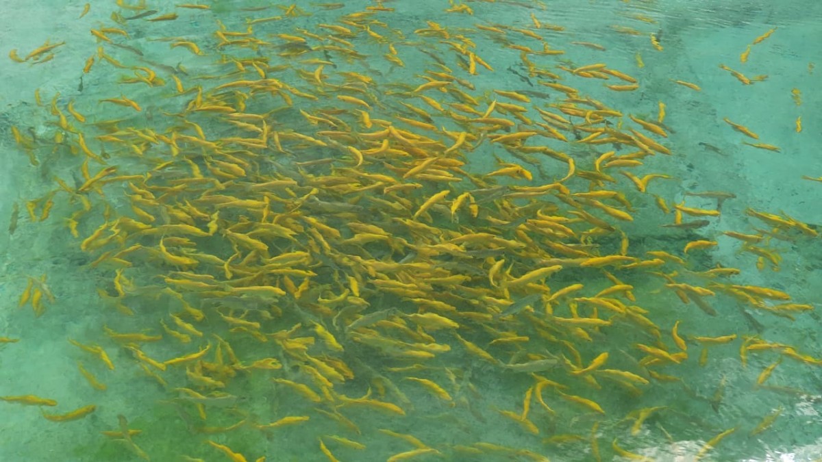 До 30 тонн живой рыбы производит форелевое хозяйство в окрестностях Кисловодска