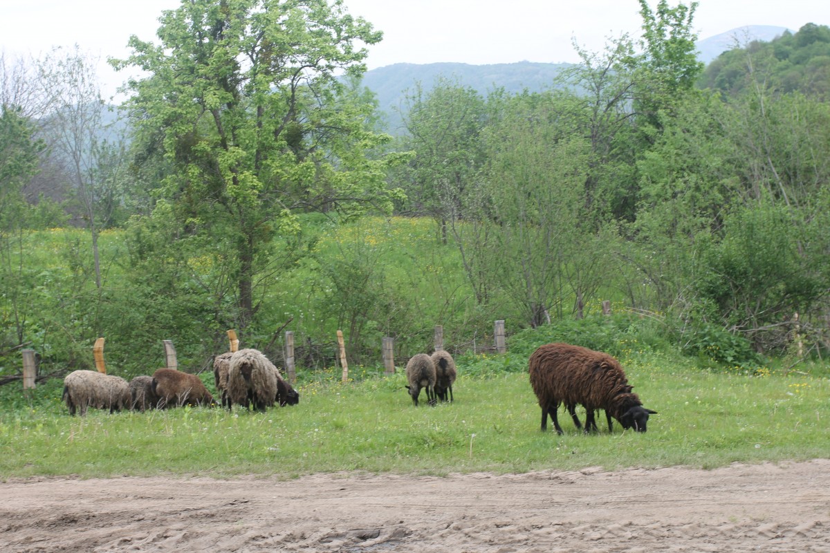 Ставропольцев приглашают присоединиться к акции «Час Земли»