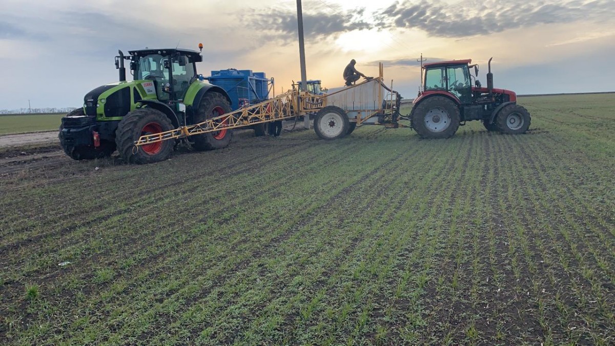 На полях Ставрополья взошло 100% посевов озимых культур На полях Ставрополья взошло 100% посевов озимых культур