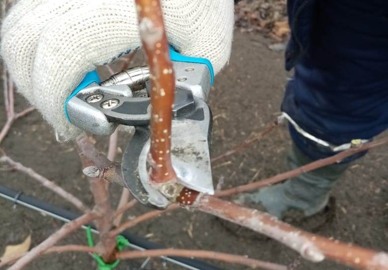 Ставропольские аграрии приступили к первым работам в яблоневых садах