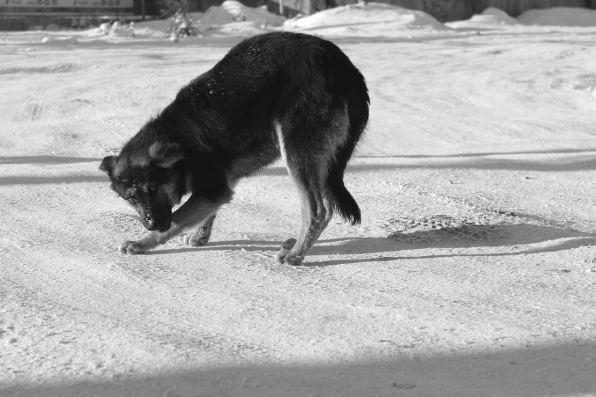 В Ставрополе с начала года отловили 250 бездомных животных