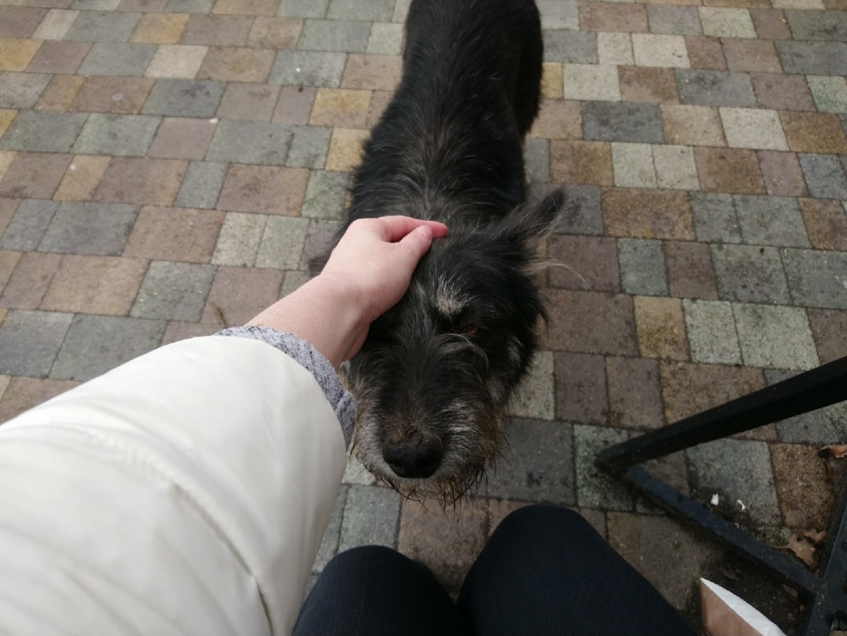 Ставропольцы рассказали о своем отношении к бездомным животным