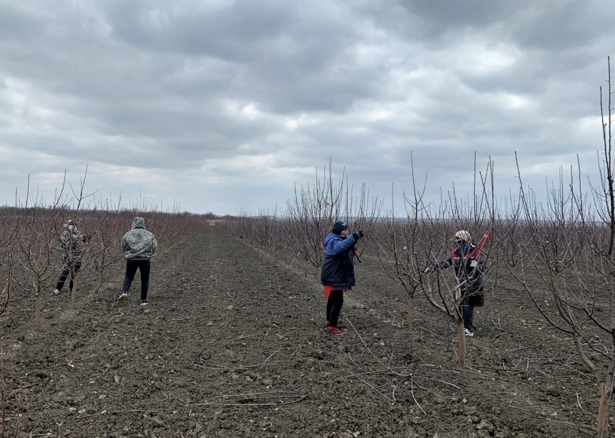 Весной на Ставрополье заложат около 330 га фруктовых садов Весной на Ставрополье заложат около 330 га фруктовых садов