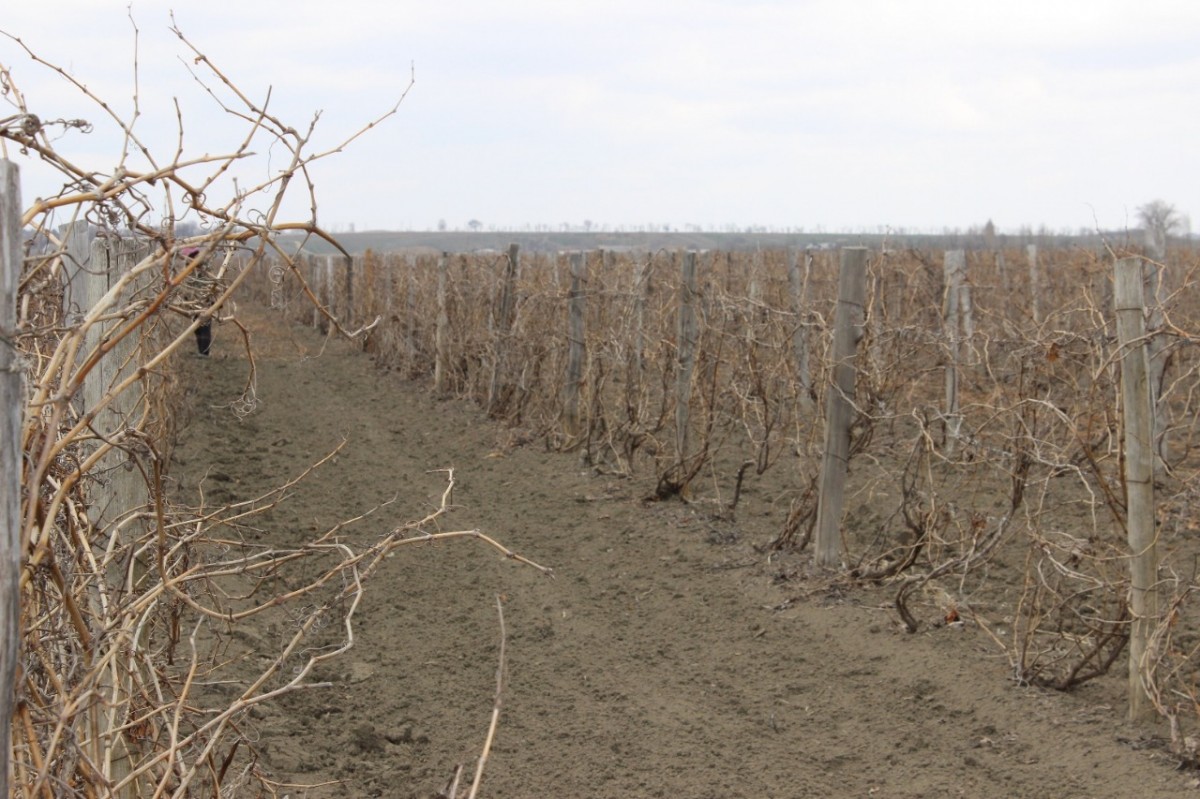 Порядка 200 га виноградников заложат на Ставрополье в этом году Порядка 200 га виноградников заложат на Ставрополье в этом году