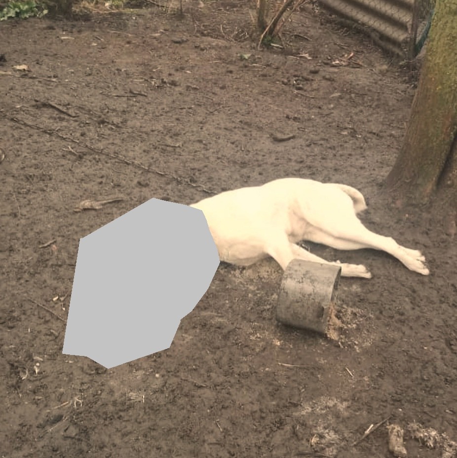 Застреливший собаку житель Ставрополья заплатит штраф Застреливший собаку житель Ставрополья заплатит штраф