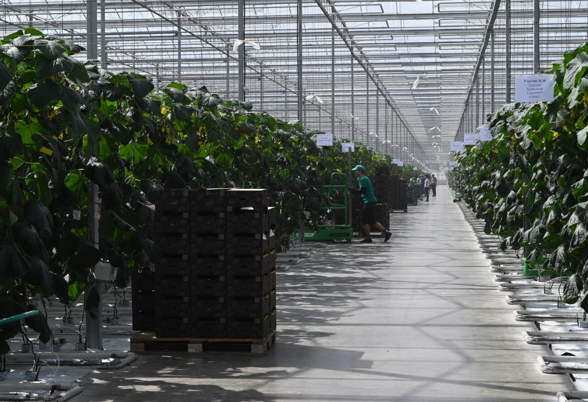 В Ставропольском крае появятся инновационные овощные теплицы