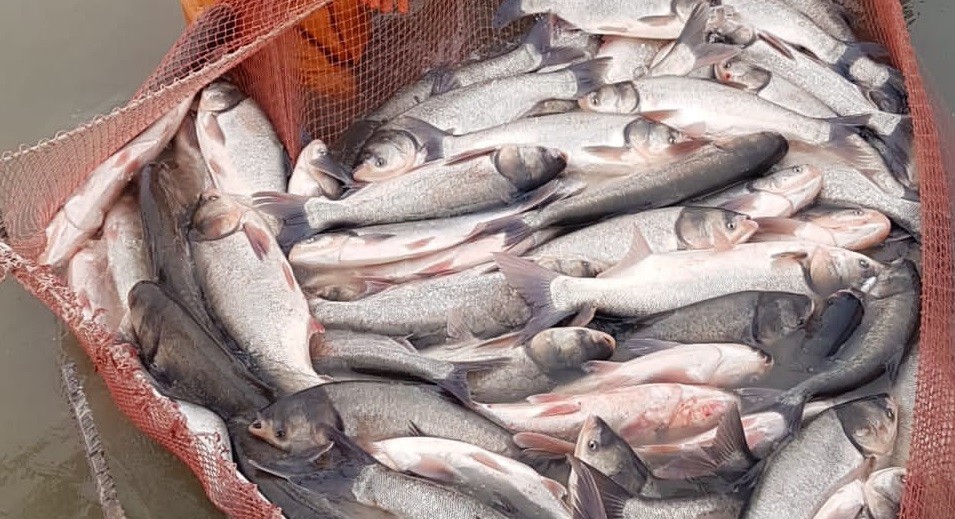 Производство амура нарастили на Ставрополье Производство амура нарастили на Ставрополье