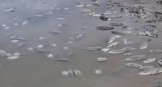 Отлив мог стать причиной массовой гибели рыбы в Чограйском водохранилище Отлив мог стать причиной массовой гибели рыбы в Чограйском водохранилище