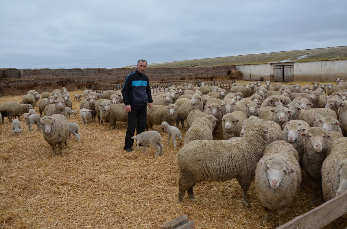 Чабану из Арзгирского округа присвоили звание лучшего овцевода Ставрополья Чабану из Арзгирского округа присвоили звание лучшего овцевода Ставрополья