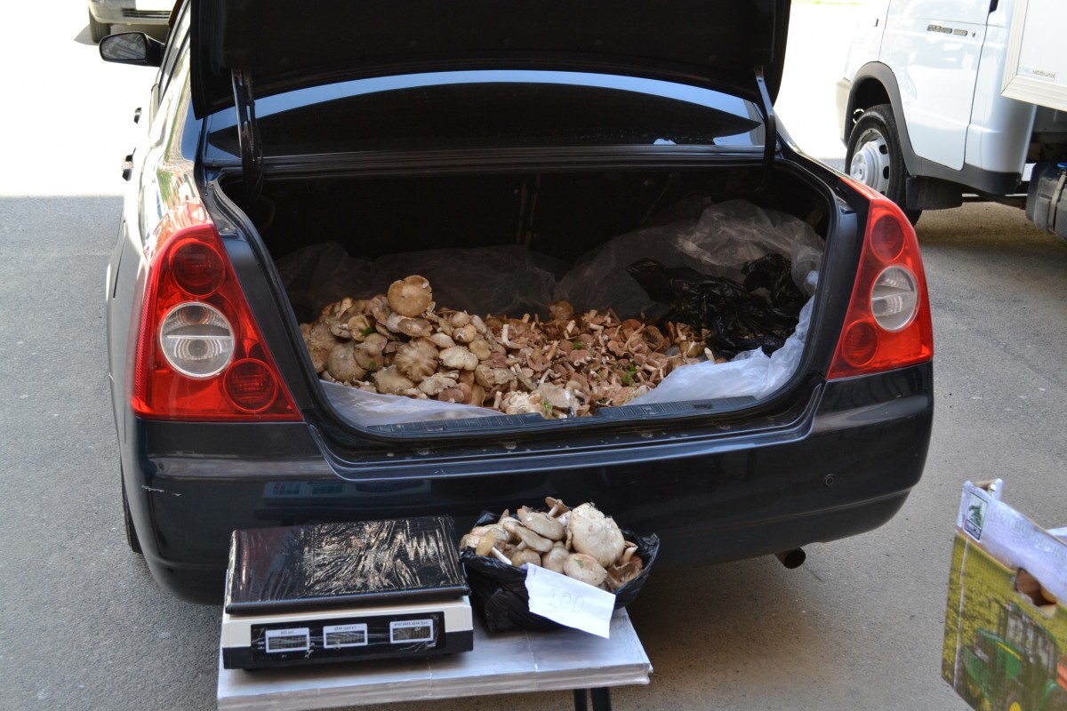 Рейды по местам стихийной торговли прошли в Ставрополе Рейды по местам стихийной торговли прошли в Ставрополе