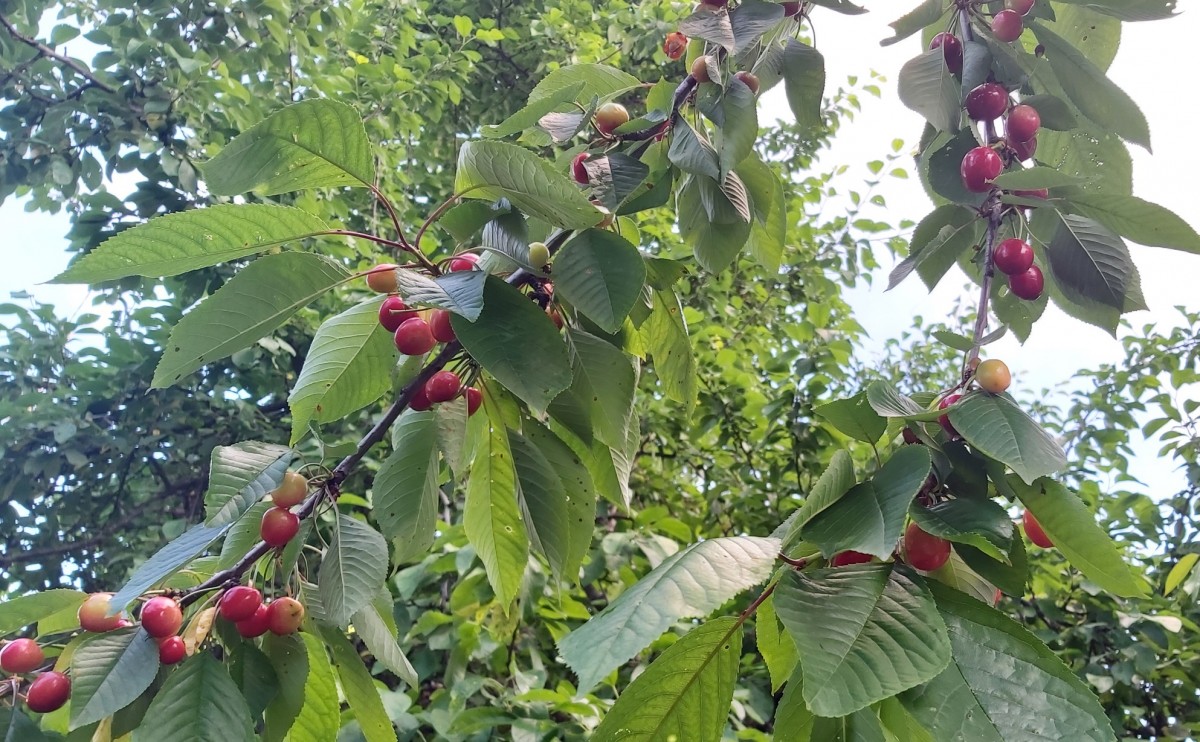На Ставрополье собрали первую тонну черешни