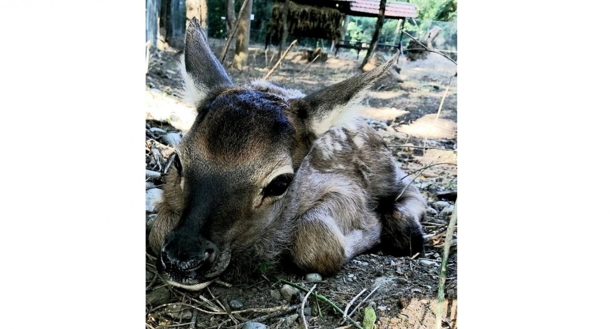 В невинномысском «Шерстянике» родились оленята В невинномысском «Шерстянике» родились оленята