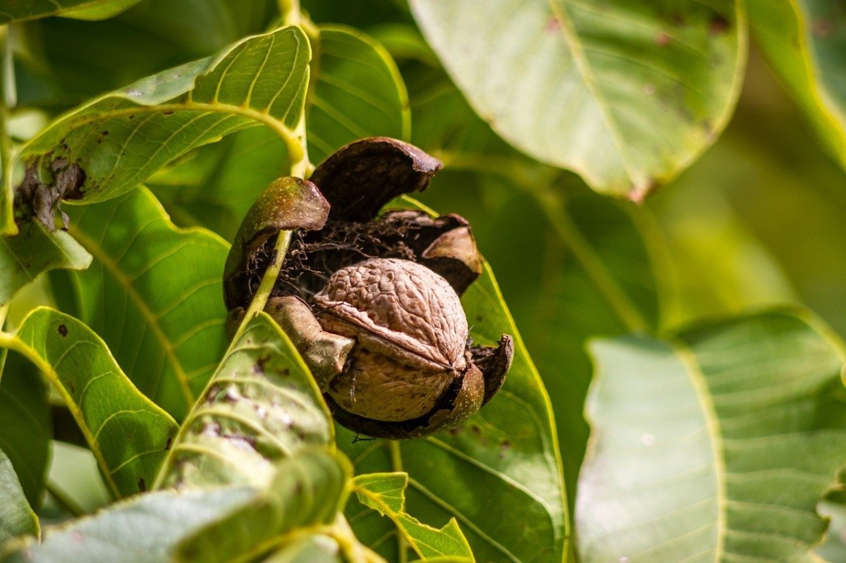 Орех грецкий (Juglans Regia)