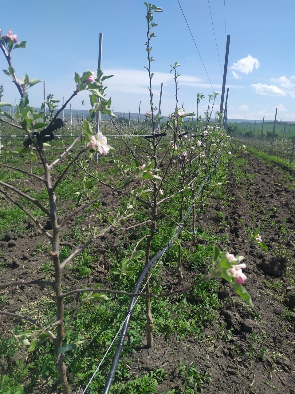 В Предгорном округе Ставрополья заложили почти 135 тысяч га яблоневых садов В Предгорном округе Ставрополья заложили почти 135 тысяч га яблоневых садов