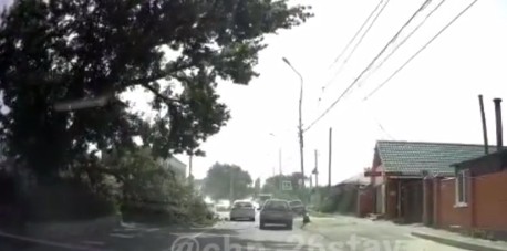 В Ставрополе на ул. Бурмистрова упало дерево и оборвало провода В Ставрополе на ул. Бурмистрова упало дерево и оборвало провода