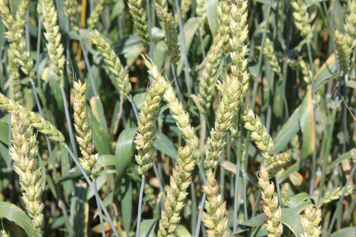 На Ставрополье собирают зерновые культуры