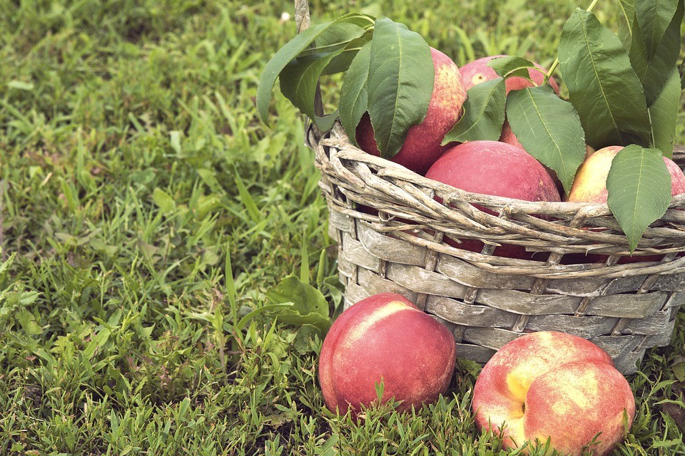На Ставрополье заложили нектариновые сады На Ставрополье заложили нектариновые сады