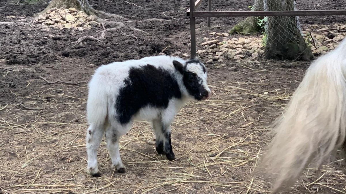 Два дикобраза и ячонок родились в ставропольском зоопарке Два дикобраза и ячонок родились в ставропольском зоопарке