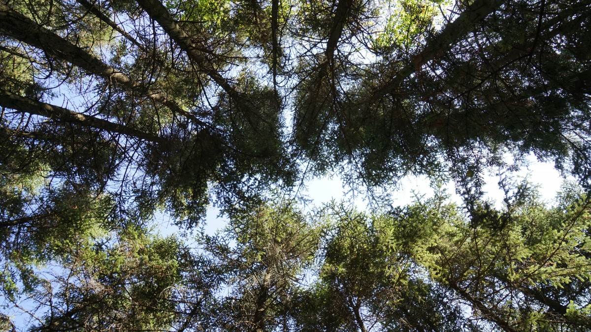 В лесах Ставрополя обустроили 150 км минерализованных защитных полос В лесах Ставрополя обустроили 150 км минерализованных защитных полос