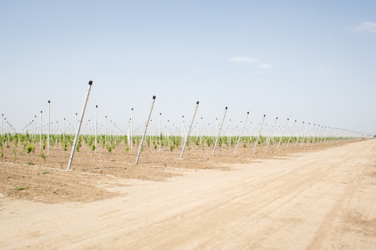 На развитие садоводства ставропольские аграрии получили 0,5 млрд рублей