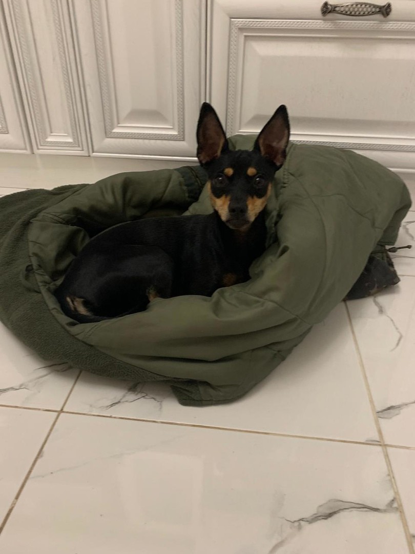 В Ставрополе потерялась собака породы тойтерьер В Ставрополе потерялась собака породы тойтерьер