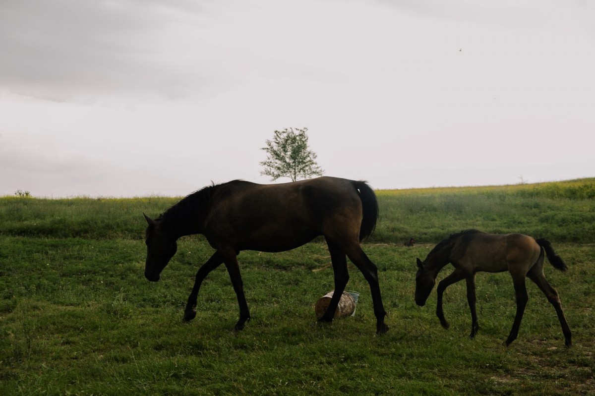 Иппотерапия для «особенных детей» доступна в одном из подворьев Ставрополья Иппотерапия для «особенных детей» доступна в одном из подворьев Ставрополья