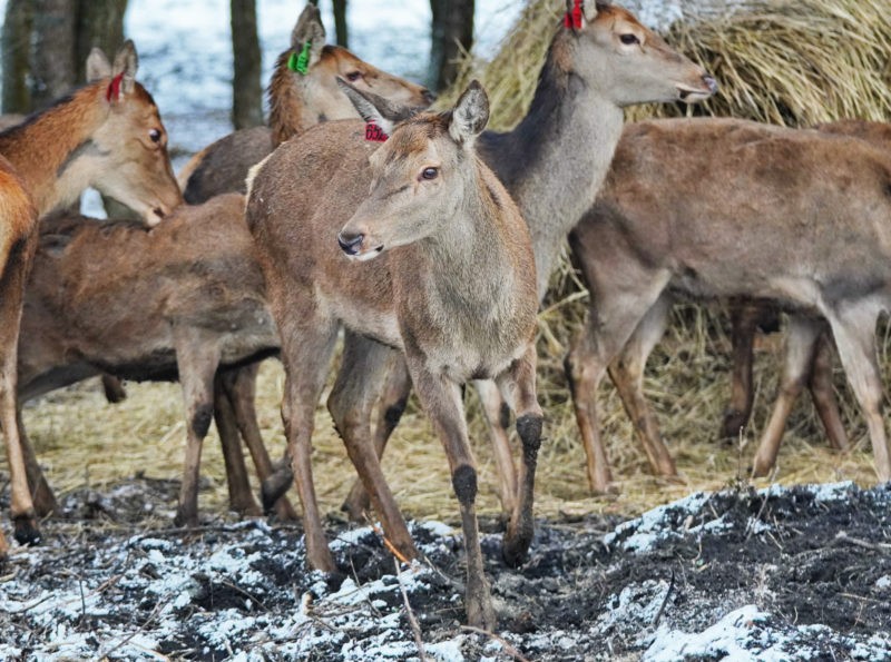 Оленья ферма с домиками хоббитов откроется для посещений на Ставрополье Оленья ферма с домиками хоббитов откроется для посещений на Ставрополье