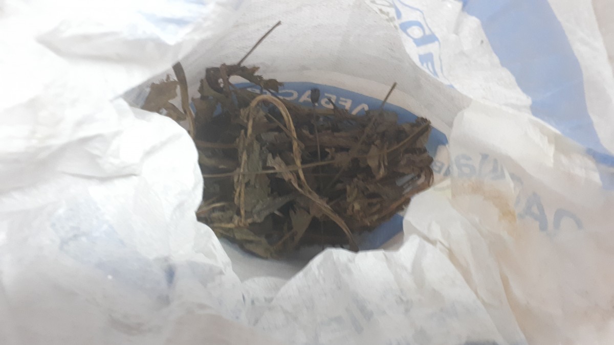 Кусты конопли и опийный мак нашли полицейские у жителя Ставрополья