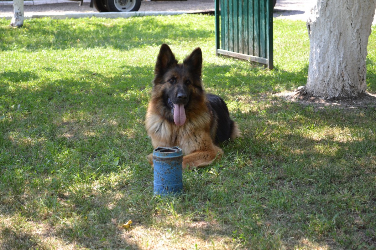 На Ставрополье полицейские-кинологи провели экскурсию для детей из пришкольного лагеря