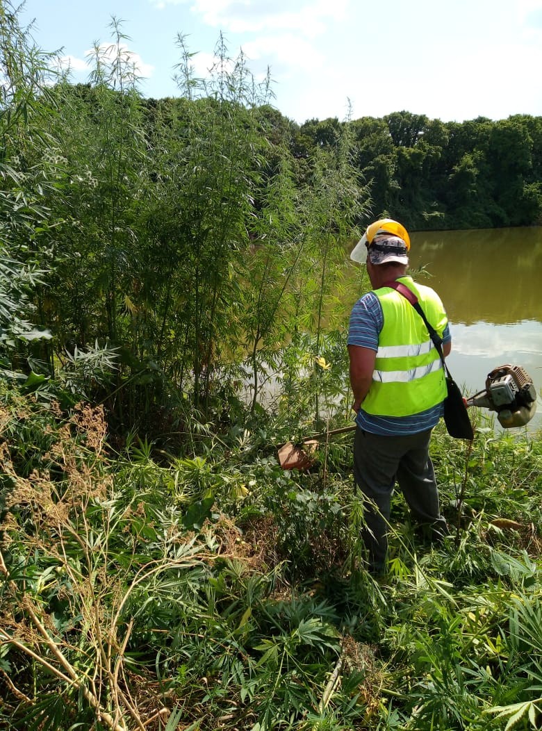 В Благодарненском округе полиция уничтожила 4 очага дикорастущей конопли В Благодарненском округе полиция уничтожила 4 очага дикорастущей конопли