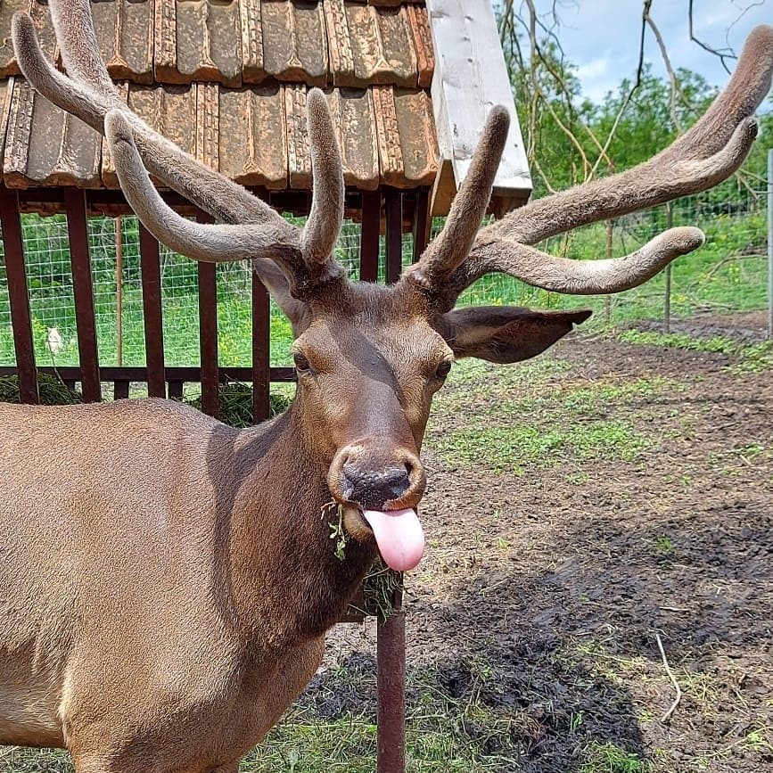 С 1 августа начнутся экскурсии на оленью ферму в Ставропольском крае С 1 августа начнутся экскурсии на оленью ферму в Ставропольском крае