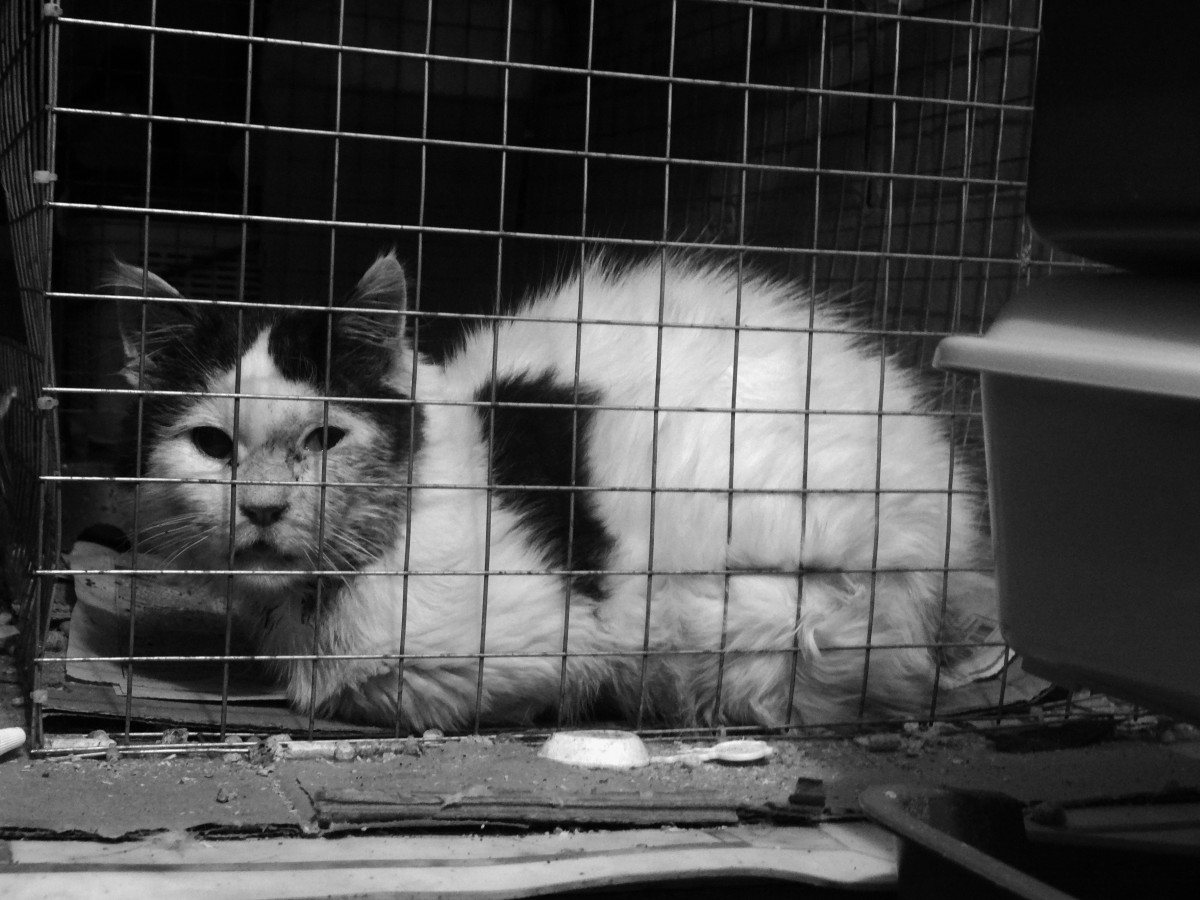 В Думу внесли законопроект о запрете продажи животных в зоомагазинах и на птичьих рынках