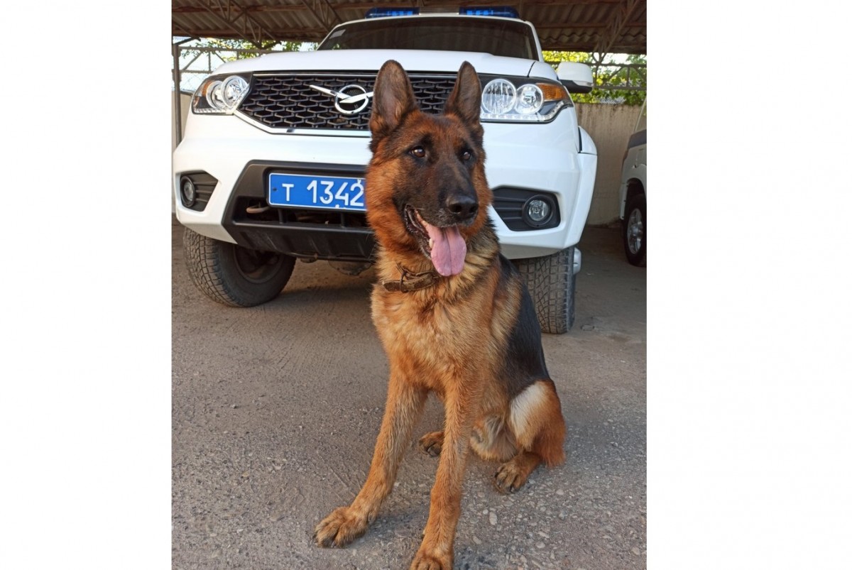 Служебный пёс по кличке Рокфор помог раскрыть преступление на Ставрополье