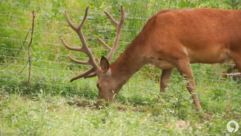 На ставропольской оленьей ферме будут практиковать пантолечение На ставропольской оленьей ферме будут практиковать пантолечение