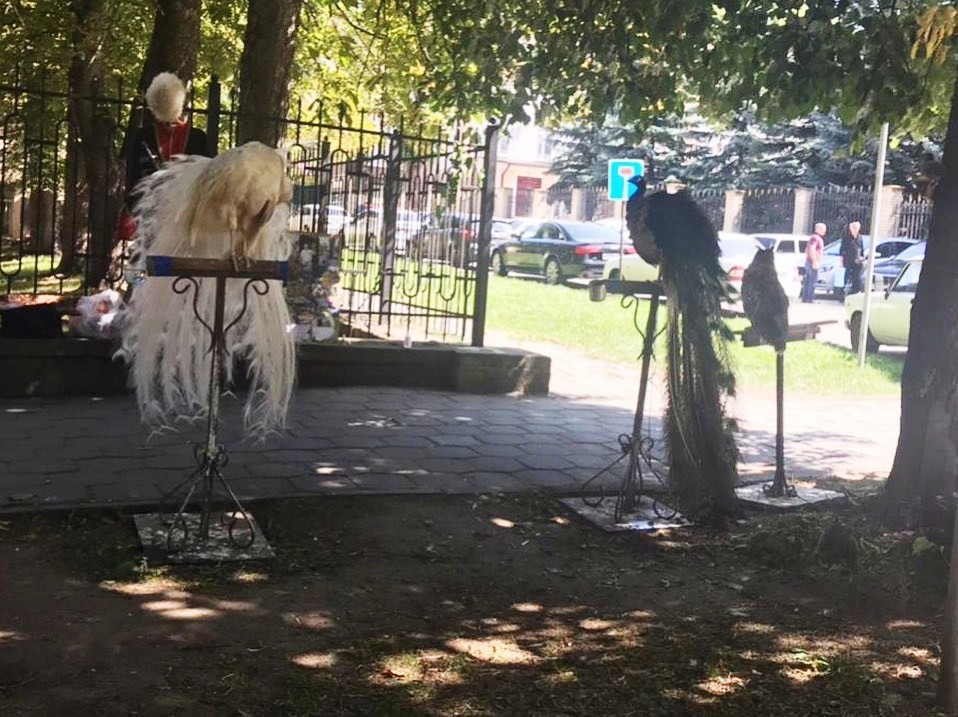 Власти Кисловодска борются с незаконным использованием животных в коммерческих целях