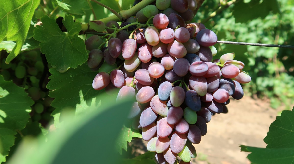 Первые 2 тонны столового винограда собрали на Ставрополье Первые 2 тонны столового винограда собрали на Ставрополье