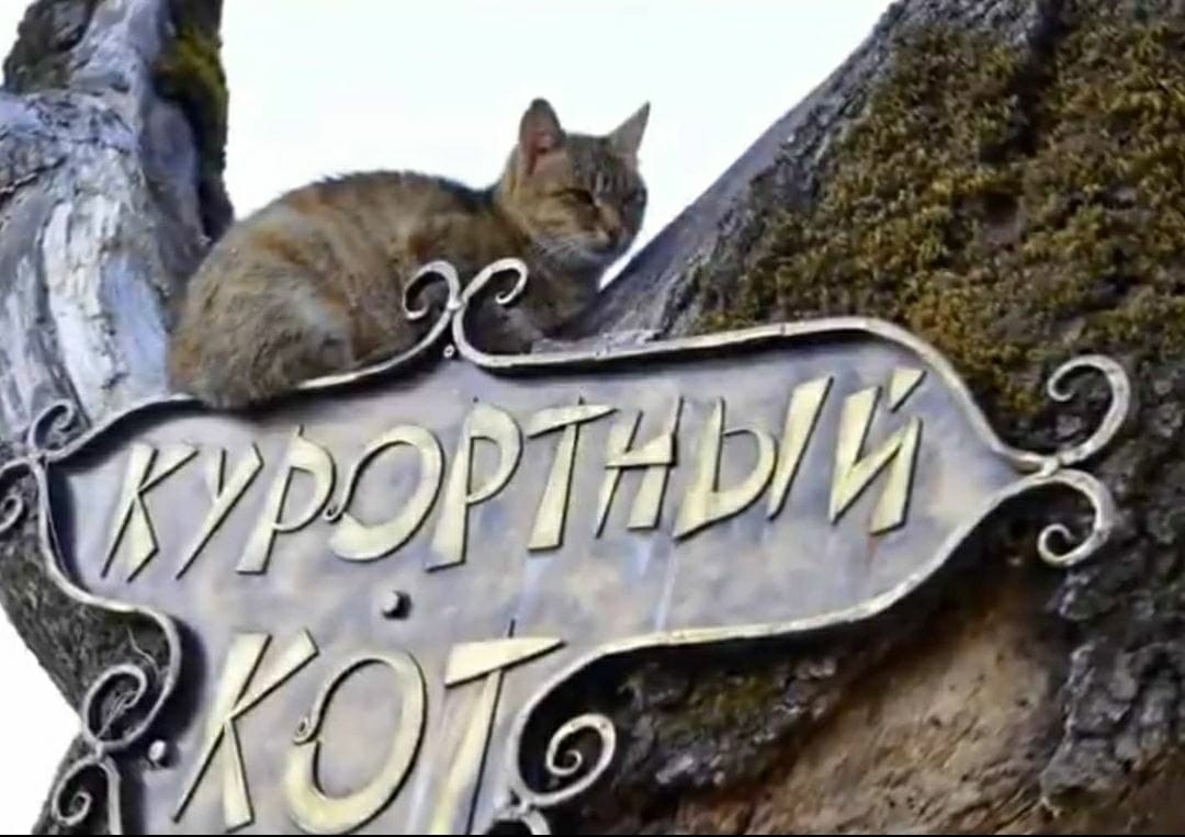 Котов в курортном Железноводске переселят в разноцветные домики |  09.08.2021 | Ставрополь - БезФормата