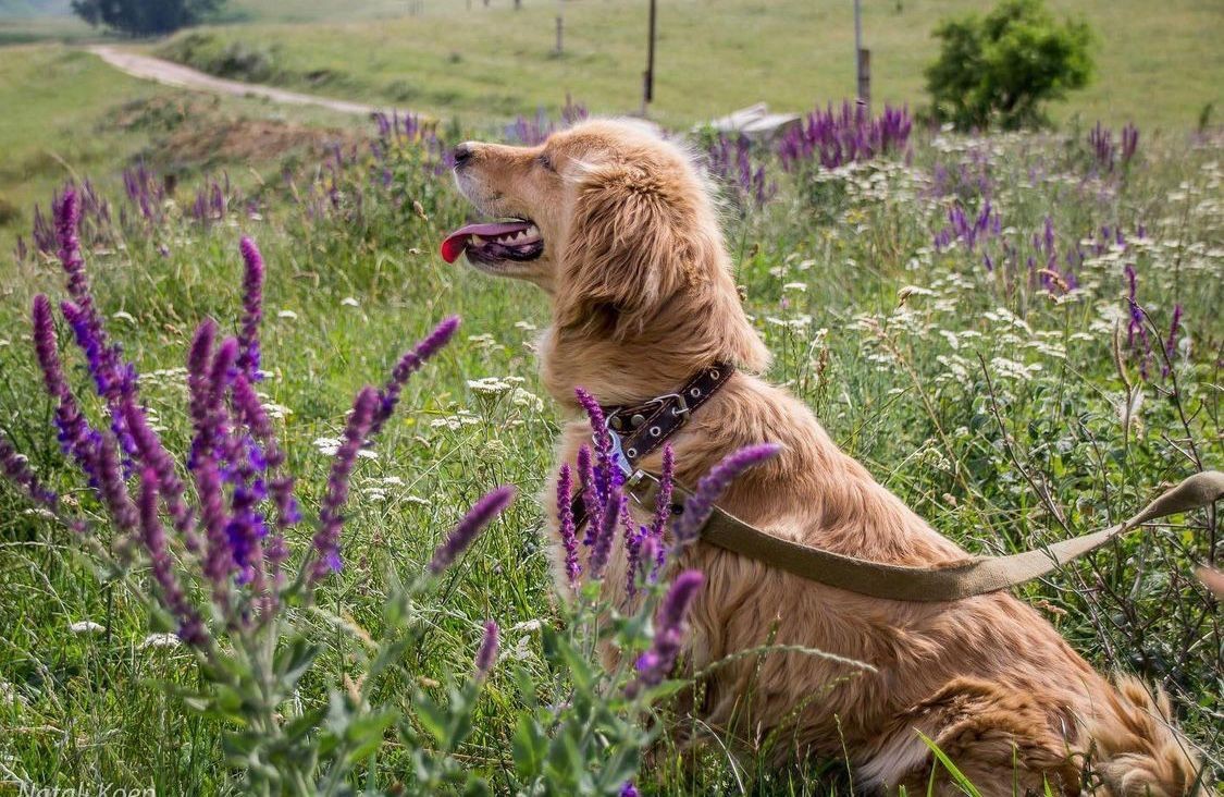 В Кисловодске ко дню бездомных животных волонтеры собрали для них корм