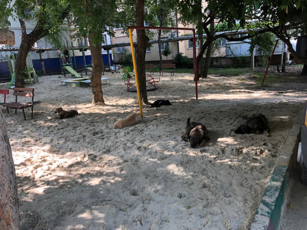 Жители Ставрополя жалуются на стаи бродячих собак