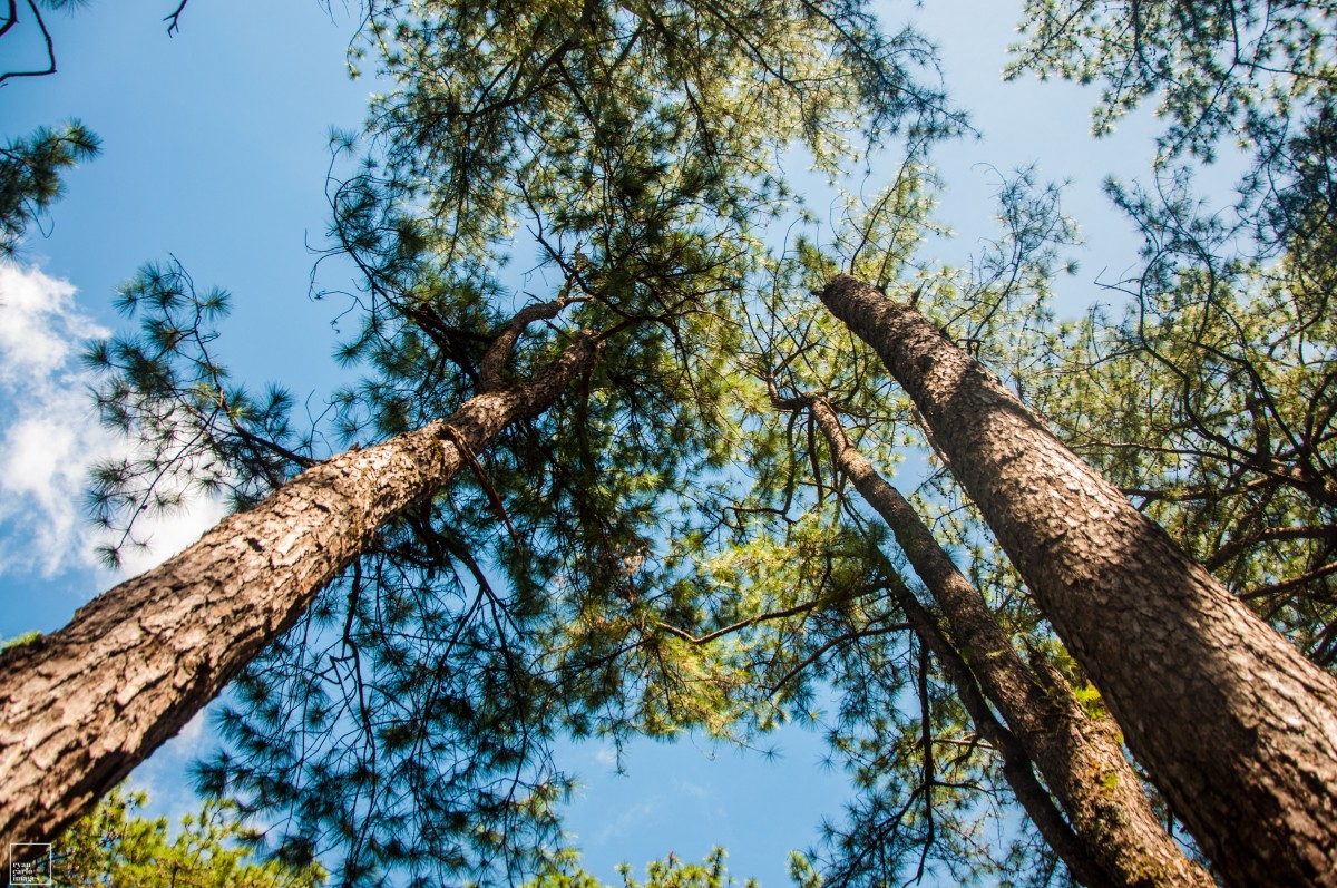 Углы в природе. Лесной Эталон. Лесной Эталон сертификация. Low Angle Tree. Angle Spruce.