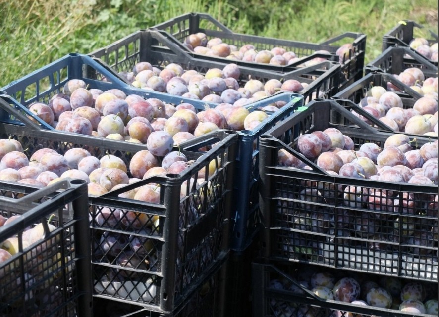 Пассажирам велоавтобуса Железноводска подадут блюда из ставропольских продуктов Пассажирам велоавтобуса Железноводска подадут блюда из ставропольских продуктов